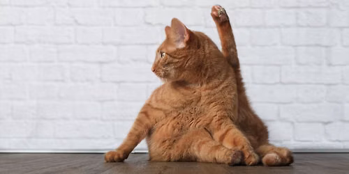 Creative Flow: Yoga for Creatives