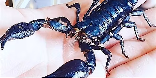 Halloween Spider & Scorpion Entomology