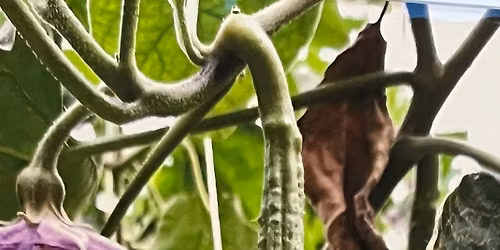 "Des aubergines et des plants", exposition Andr\u00e9 Dimanche.