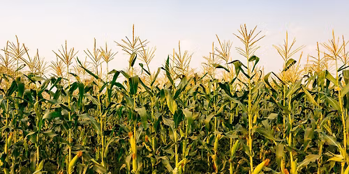 Maize Maize + Knighting of Chekers