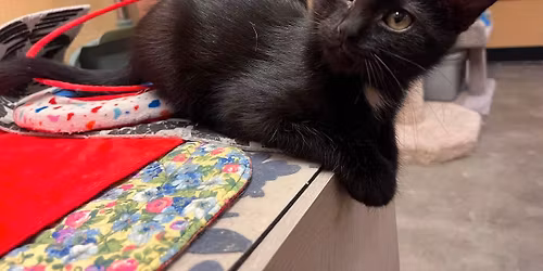Pop-Up Kitty Cafe