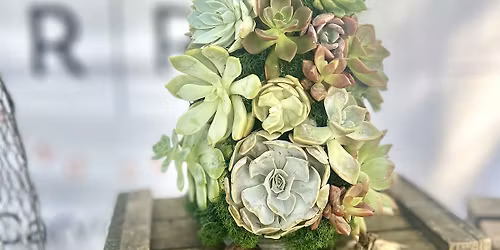 Living Succulent Christmas Tree