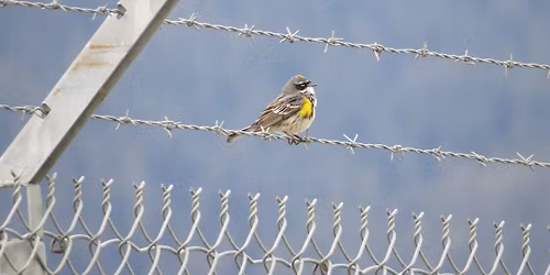 Airport Dike Trail Bird Walk