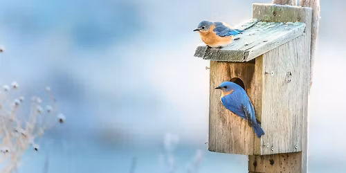 Birding Through the Seasons: Spring Series 