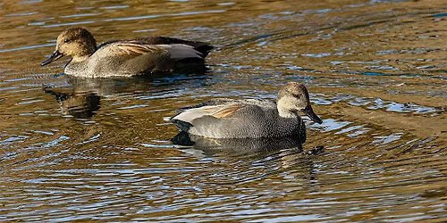 Bird Walk at Wilson Springs Ponds