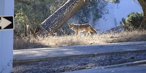 Curious About Coyotes? Free Community Gathering