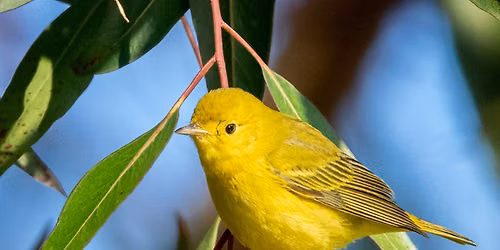 Fall Birding Classes with Sophie Cameron