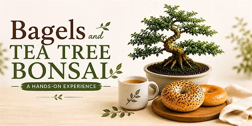 Bagels and TEA Tree Bonsai