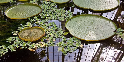 Monstre i planternes verden \u2013 s\u00e6rrundvisning i Botanisk Have