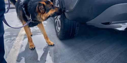 Nosework -bli konkurranse klar!