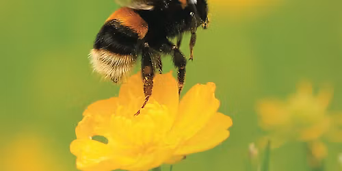 Half Term Busy Bee Workshop!