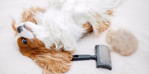 Canine Hair Care Workshop