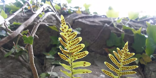 Introduction to Ferns