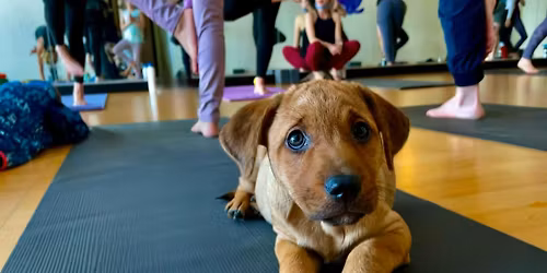 Rescue Puppy Yoga - Northern Rutherford YMCA
