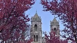Cherry Blossom Walking Tour in Branch Brook Park