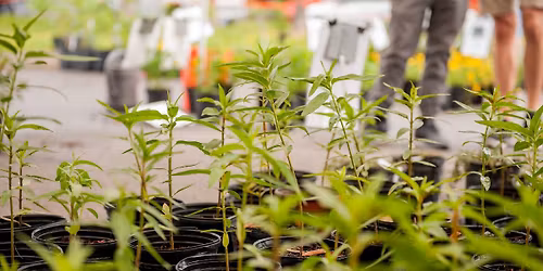 Florida Museum Spring Plant Sale