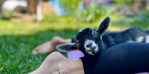 Baby Goat Yoga- At Daffolion Farm