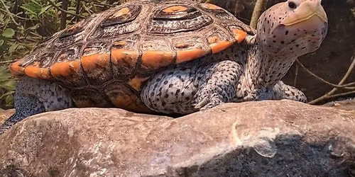 \ud83c\udf0a Discovery Day at Tampa Bay Watch Discovery Center