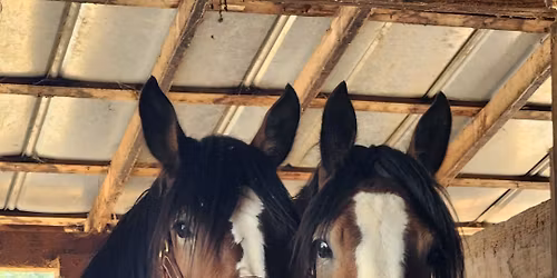 Tiny Riders Horse Camp! (ages 2-5) at Mimosa Hills Farm