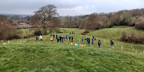 Tree planting in Kirklees - Almondbury ward