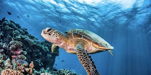 Oceans: Beneath the Surface