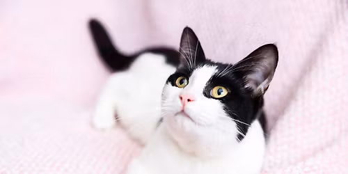 Paws and Projects at Tyneside Cat Centre \ud83d\udc3e\ud83e\uddf6