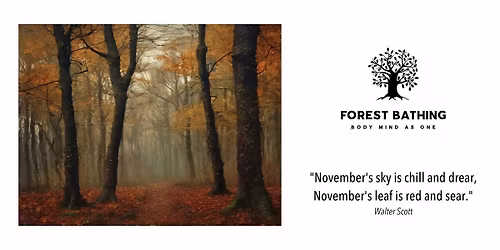 Autumn Forest Bathing