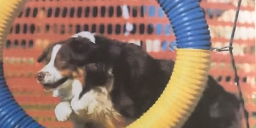 AKC ALL BREED AGILITY TRIALS 