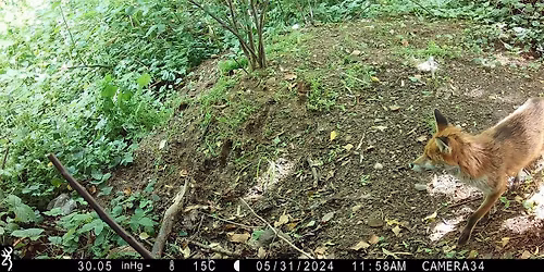 St John's Trail Camera Survey