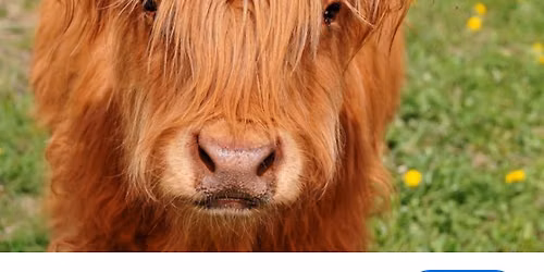 Highland cow canvas paint for teens 