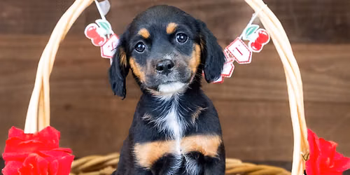 Adoption Event 6\/13 and 6\/14