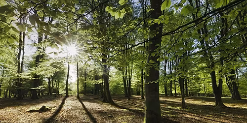 Small Woodland Management