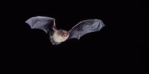 Bat Walk