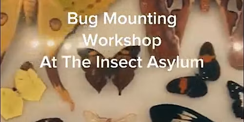 Frame Your Insect: Intro to Insect Mounting & Framing