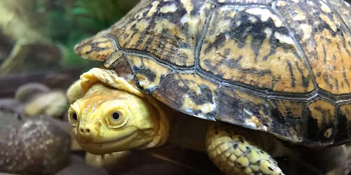 WonderKids: Turtles!