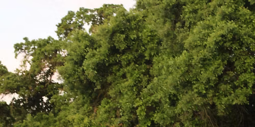 Celebrating California\u2019s Biodiversity: A Walk at Cosumnes River Preserve