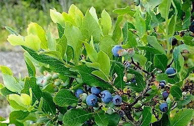 What Grows in Our Backyard?