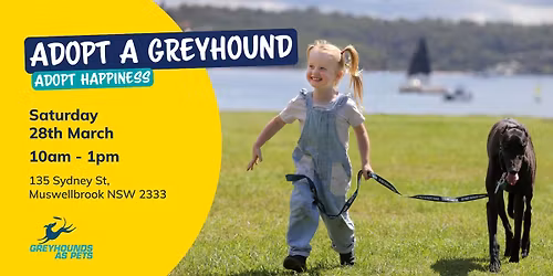 Greyhound Adoption Day in Muswellbrook, NSW