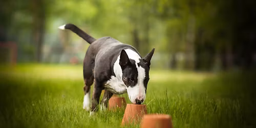 Letn\u00ed t\u00e1bor nosework + dogdancing