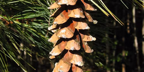 Pine Trees: A Gateway to Life
