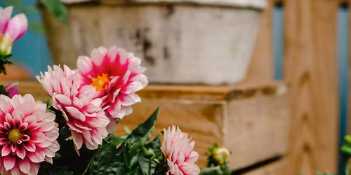 Plant Your Own Take It Home! 