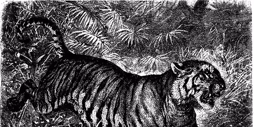 MERKULES | The Controlled Chaos Tour