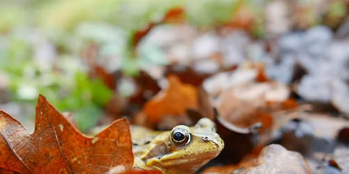 Swanwick Lakes Wildlife Tots: Frogs and Ponds!