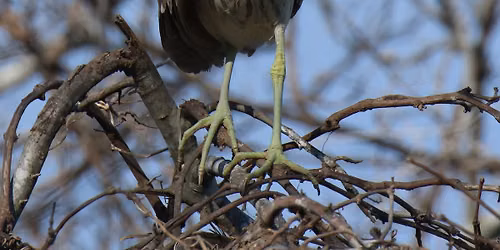 Houston Rookery Walk