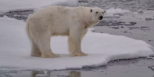 Bis ans Ende der Welt - Arktis