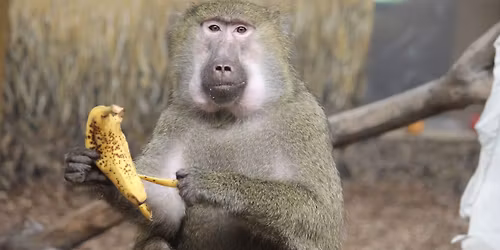 $3 Thursdays at Zoo Boise