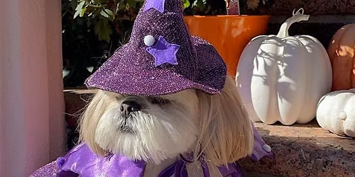 NYC SHIH TZU MEETUP, THE OG