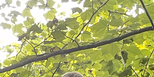 Frick Park Owl Prowl