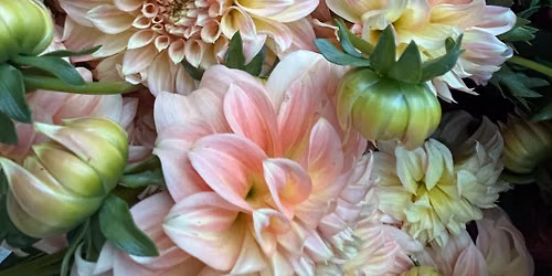 Dahlia Dreams Workshop
