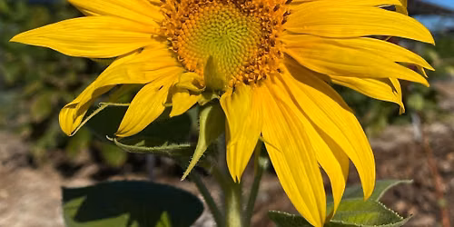 Summer Gardening Basics!